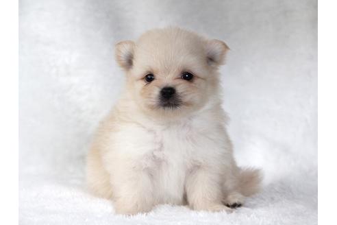 成約済の大阪府のポメラニアン-83028の1枚目